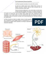 Mecánica de La Contracción Del Músculo Esquelético.
