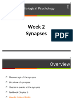 Week 2. The Synapse