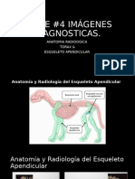 Imagenes Diapos Esqueleto Apendicular 1