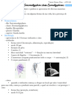 Protozoários - Filo Sarcomastigophora (Classe Zoomastigophorea)