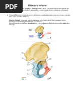 Miembro Inferior
