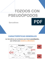 Copia de 07 Protozoos Con Pseudópodos