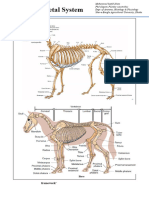 General Skeletal System - Anatomy 1-1