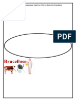 13 - Brucella Et - Brucellose