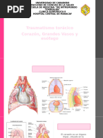 Traumatismo Torácico Corazón, Grandes Vasos y Esófago