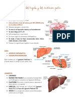 Anatomia Del Higado y Del Sistema Porta