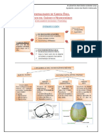 Generalidades de Cabeza Ósea. Huesos Del Cráneo o Neurocráneo (Especialmente Esfenoides y Temporal)