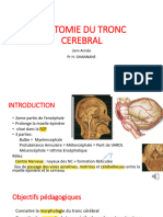 Tronc Cérebrale