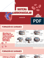 Sistema Cardiovascular Sección 28 - 20241020 - 184747 - 0000