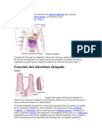 Intestino Delgado