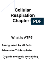 Cell Respiration PPT