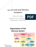 Spinal Cord and Sensory Receptors