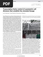 Transcription Factor Control of Asymmetric Cell Divisions That Establish The Stomatal Lineage