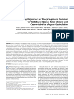 Identifying Regulators of Morphogenesis Common To Vertebrate Neural Tube Closure and Gastrulation