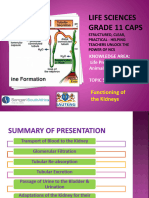 PP24 Functioning of The Kidney