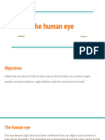 The Human Eye