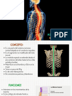 Anatomia 2 Tema #2 Medula Espinal 