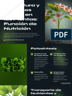 Estructura y Procesos Vitales en Las Plantas Funcion de Nutricion