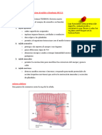 Tipos Básicos de Tejidos y de Uniones Celulares31 - 230415 - 005049