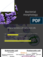 Bacterial Morphology