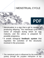 Female Menstrual Cycle