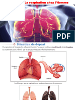 La Respiration Chez L'homme