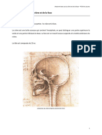 Os Du Crâne - PCM Et Sutures