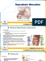 Aula 10 - Sistema Reprodutor Masculino e Feminino E Embriologia