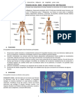 Anexo 01 EL ESQUELETO HUMANOooooooooooooooooooooooooooooooooooooooo