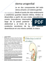 El Sistema Urogenital. EMBRIOLOGIA