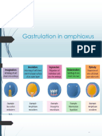 Gastrulatio in Amphioxus