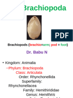 Brachiopoda