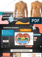 Anatomia de Pared Abdominal Anterior y Region Inguinal