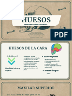 Hueso Maxilar-Equipo 2