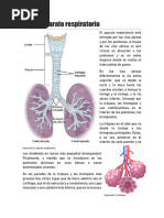 3 Aparato Respiratorio