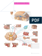 4anatomy-And-Physiology Laboratory Midterm