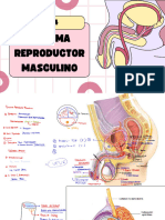 Sistema Reproductor Masculino 2