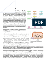 Metabolismo - Wikipedia, La Enciclopedia Libre