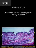 Laboratorio 4 Microanatomia Resuelto Mas Guia