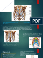 Esqueleto Del Tórax