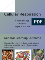 Cellular Respiration: Nelson Biology Pages 204 - 228