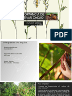 La Importancia de Cultivar Cacao