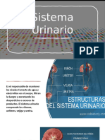 Sistema Urinario 2