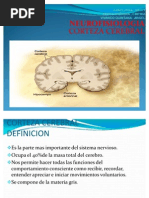 Corteza Cerebral