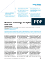 Mammalian Neurobiology The Elephant (Brain)