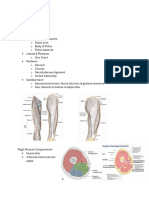 Posterior Thigh