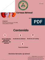 Corteza Adrenal