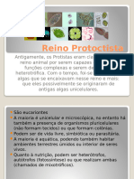 2º Ano - Reino Protoctista