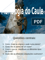 Aula 7 Morfologia Do Caule