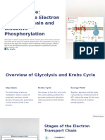 Powering Life Exploring The Electron Transport Chain and Oxidative Phosphorylation